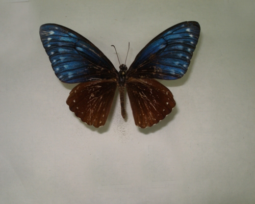 翠蓝斑凤蝶