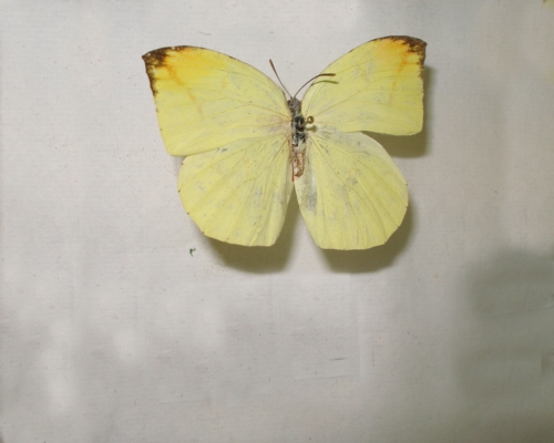 尖角黄粉蝶